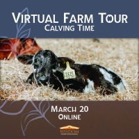 Virtual Farm Tour - Calving
