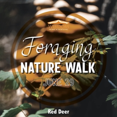 Foraging Walk B - Red Deer
